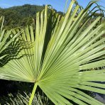 Livistona čínska (Livistona Chinensis) - výška kmeňa 30-40 cm, celková výška 110-130 cm, kont. C50L ( -4/-9°C)